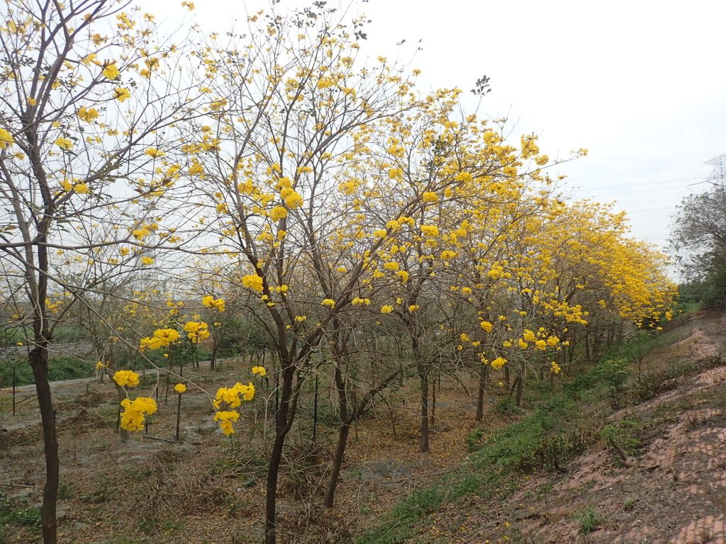 P3066537.JPG - 竹塘  田頭堤防  黃花風鈴木