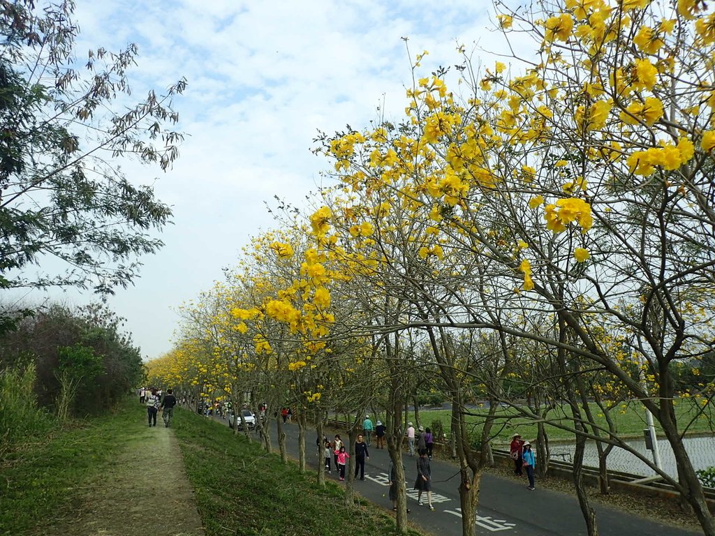 P3066772.JPG - 朴子溪畔  黃花風鈴木