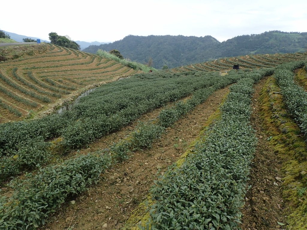 P3170444.JPG - 坪林  大湖尾茶園風光