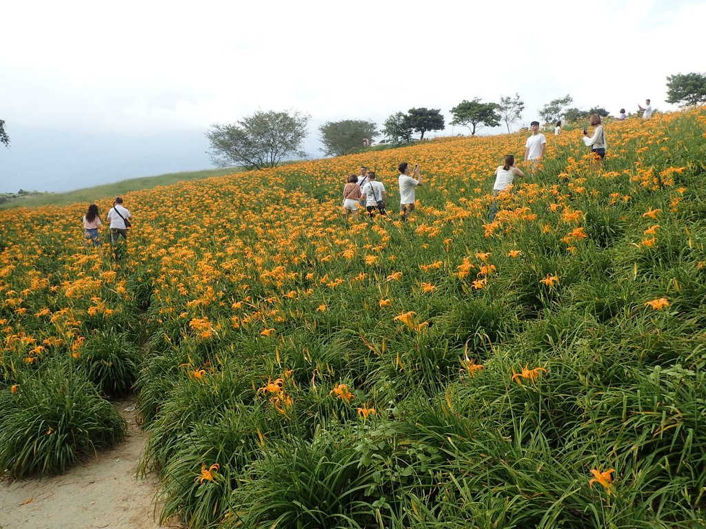 P9087935.JPG - 富里  六十石山  金針花季