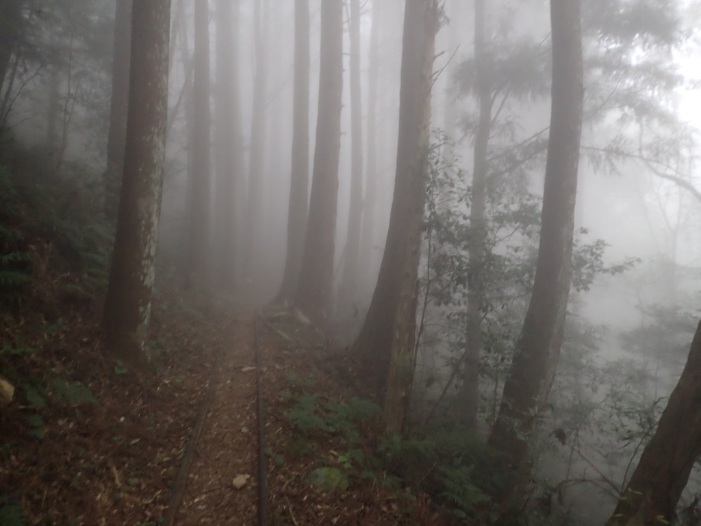 P2035013.JPG - 南庄  加里山  森林鐵道