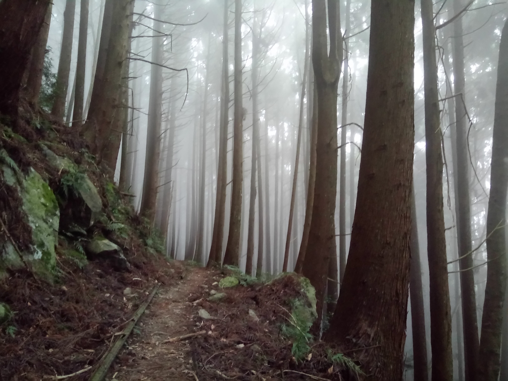 DSC_3771.JPG - 南庄  加里山  森林鐵道