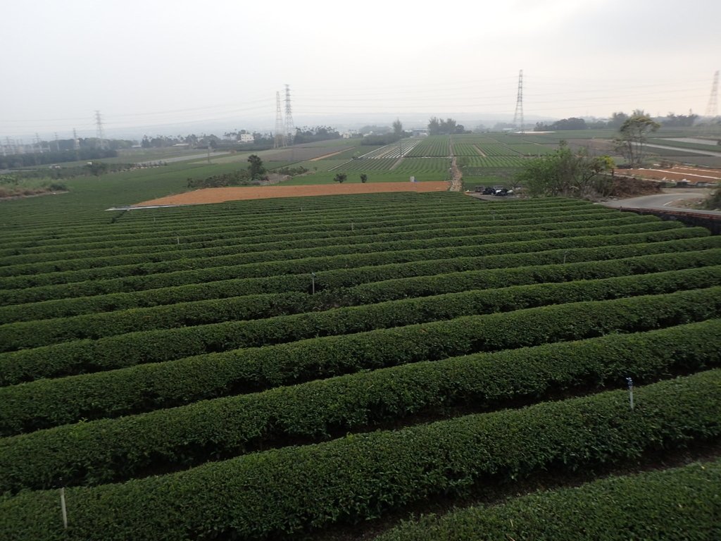 P3016167.JPG - 名間  鹿鳴茶園之  暮色沉靄