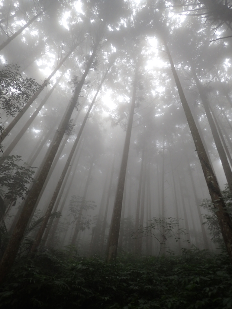 P9250176.JPG - 南庄  向天湖之  迷霧森林