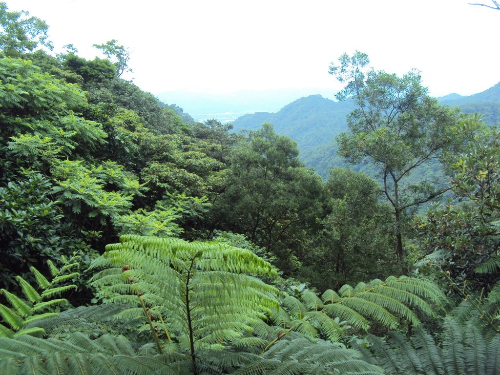 DSC07608.JPG - 瑞芳  粗坑口登山步道