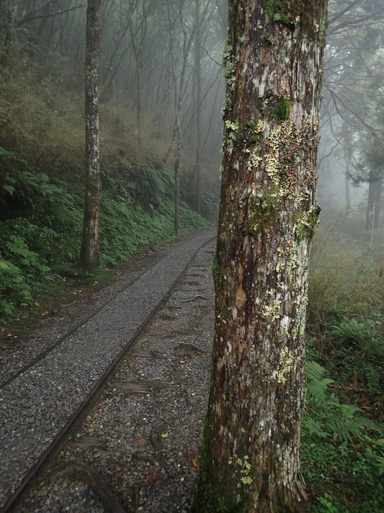 P8226779.JPG - 太平山 見晴懷古步道