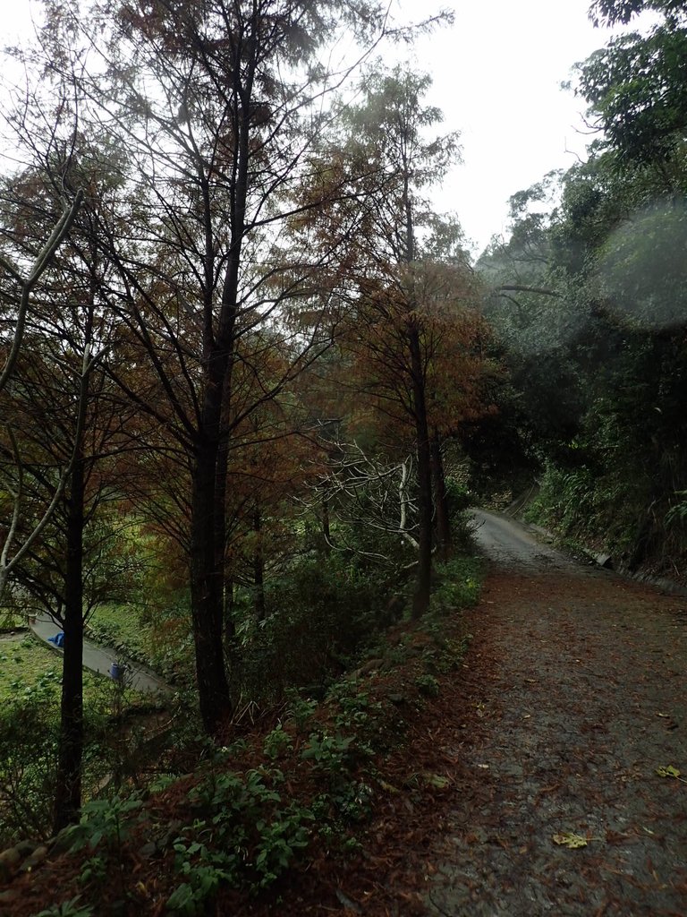 P1062144.JPG - 土城  承天寺  朝山步道