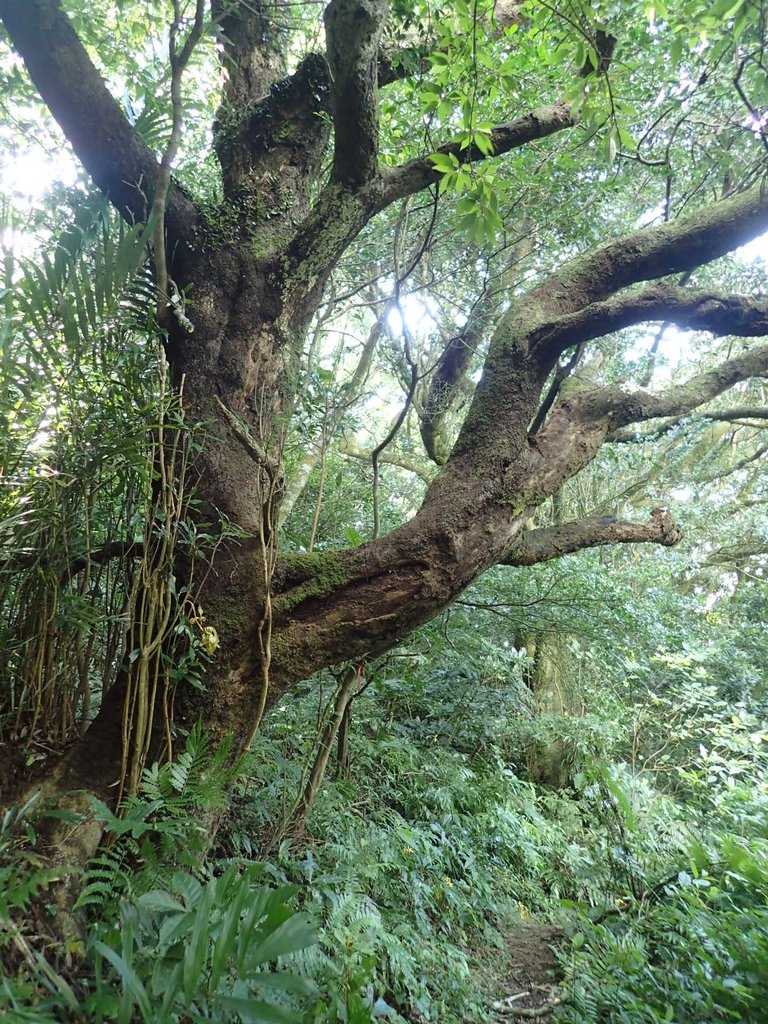 PB247229.JPG - 北投  中正山登山步道 03