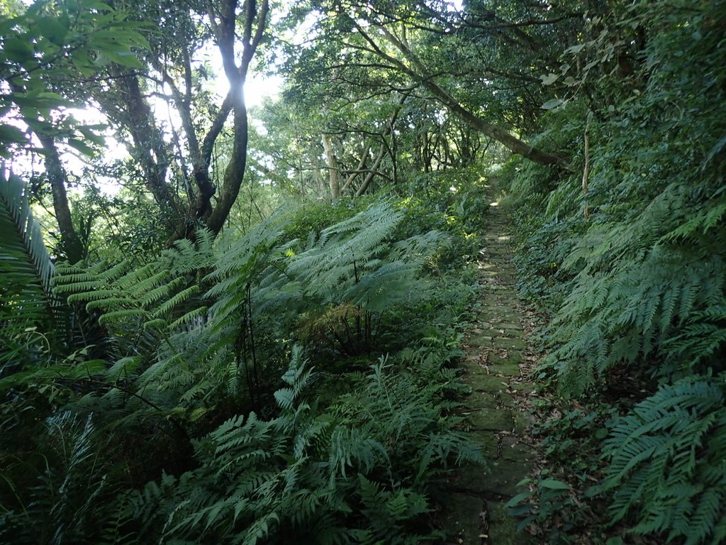 PB247220.JPG - 北投  中正山登山步道 03