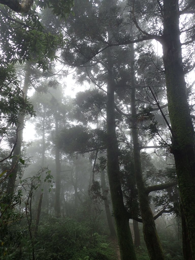 P1132907.JPG - 新店  獅子頭山隘勇線  02