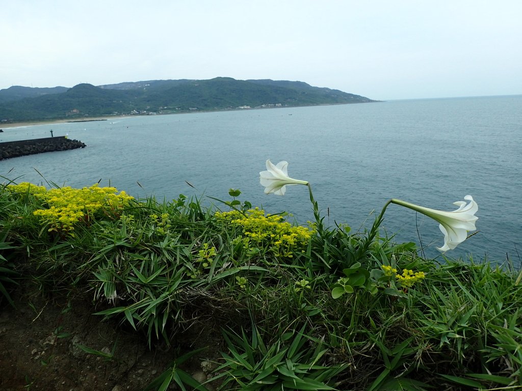 P5056721.JPG - 金山  磺港岬角  秘徑