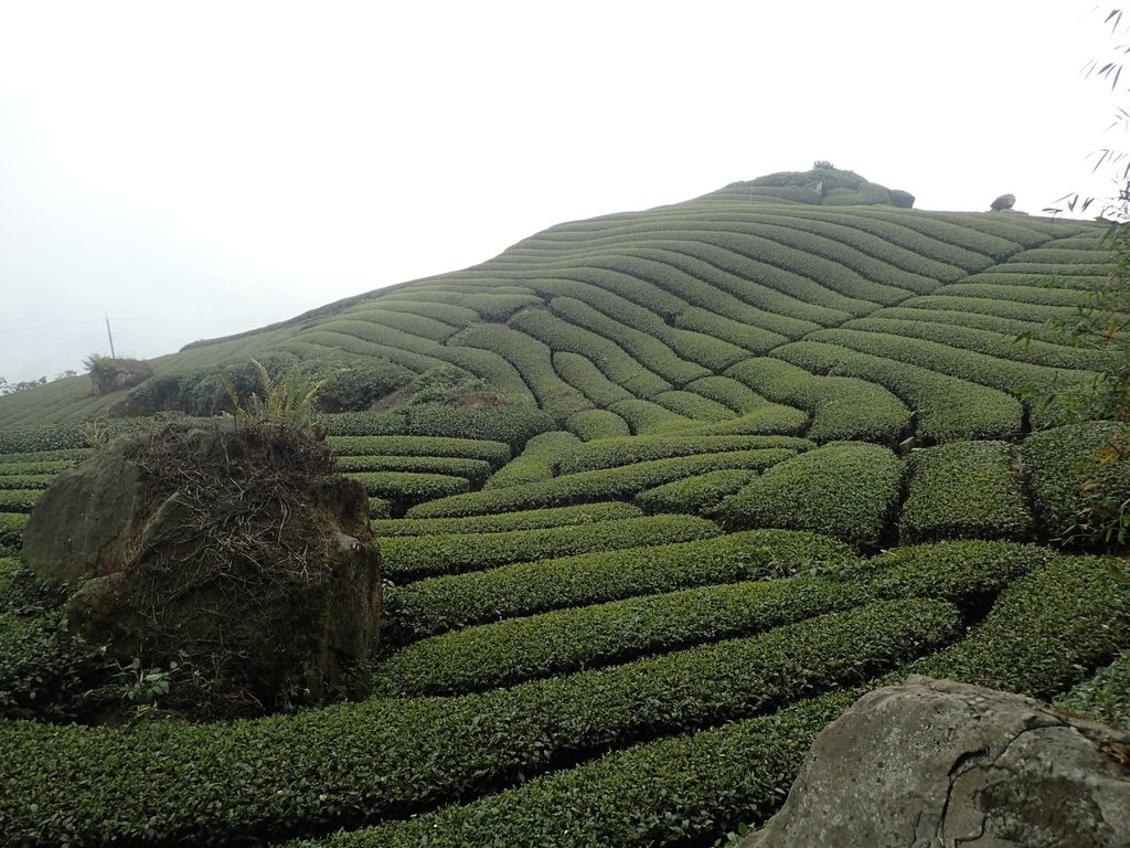 P3257838.JPG - 阿里山  隙頂茶園之美