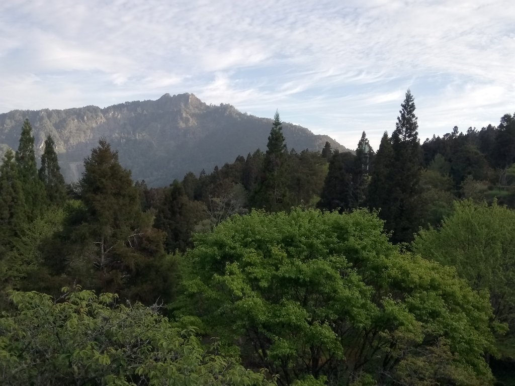 DSC_1645.JPG - 阿里山  沼平公園  賞櫻