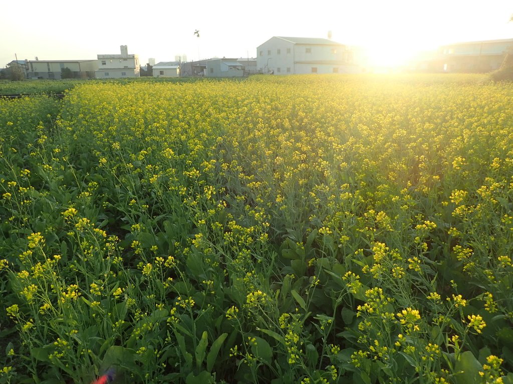 P1083461.JPG - 台中  西屯  油菜花田