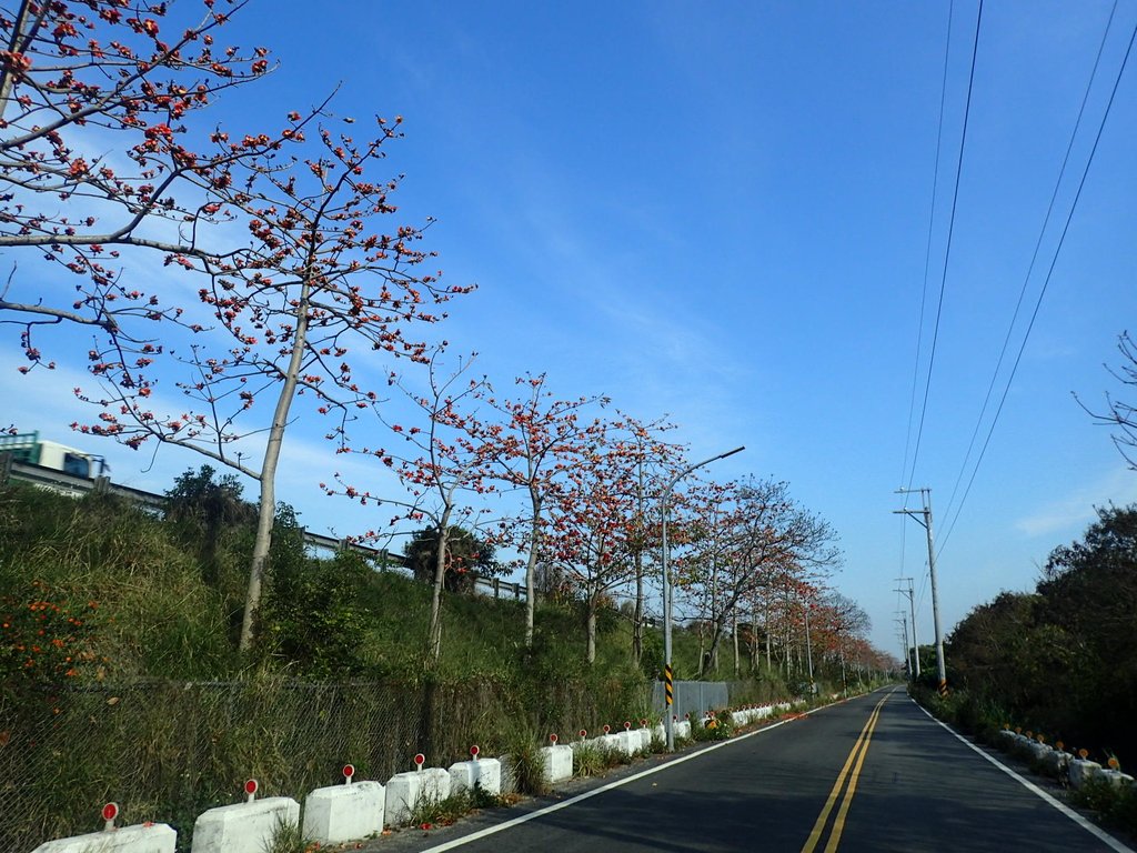 P3036255.JPG - 清水  大田產要道路  木棉花