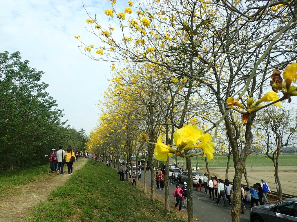 P3066768.JPG - 朴子溪畔  黃花風鈴木