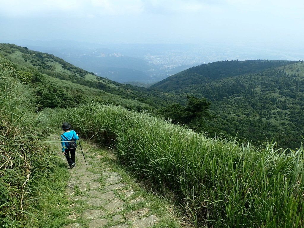 P5268841.JPG - 大屯山賞蝶季