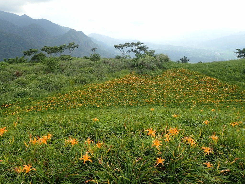 P9087938.JPG - 富里  六十石山  金針花季