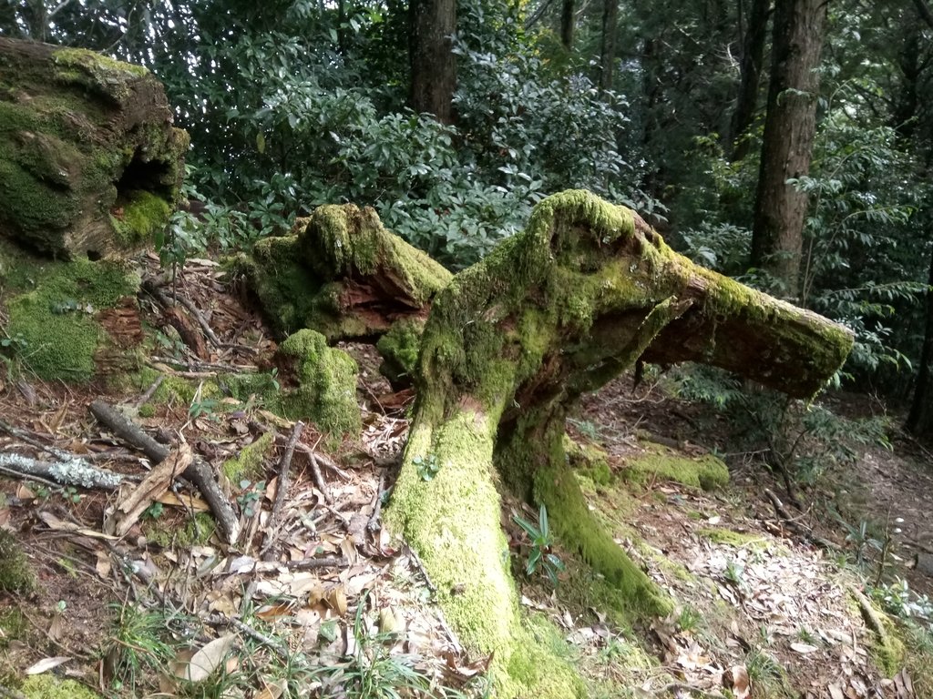 DSC_2644.JPG - 台中  和平  稍來山