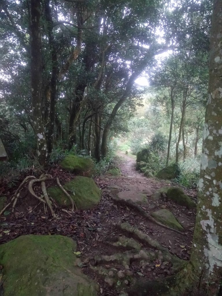 DSC_2870.JPG - 大湖  關刀山步道  (聖關段)