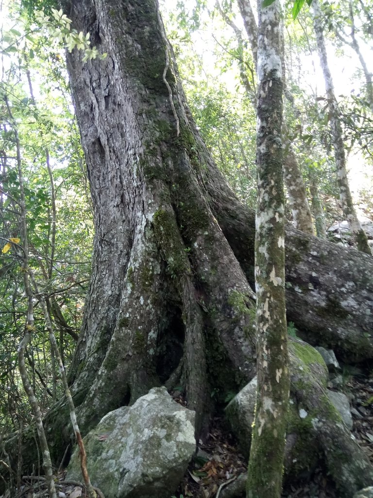 DSC_9954.JPG - 谷關  屋東縱走