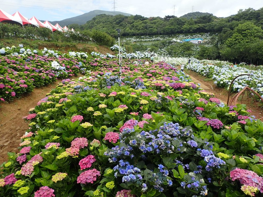 P5303917.JPG - 萬里  高家繡球花田