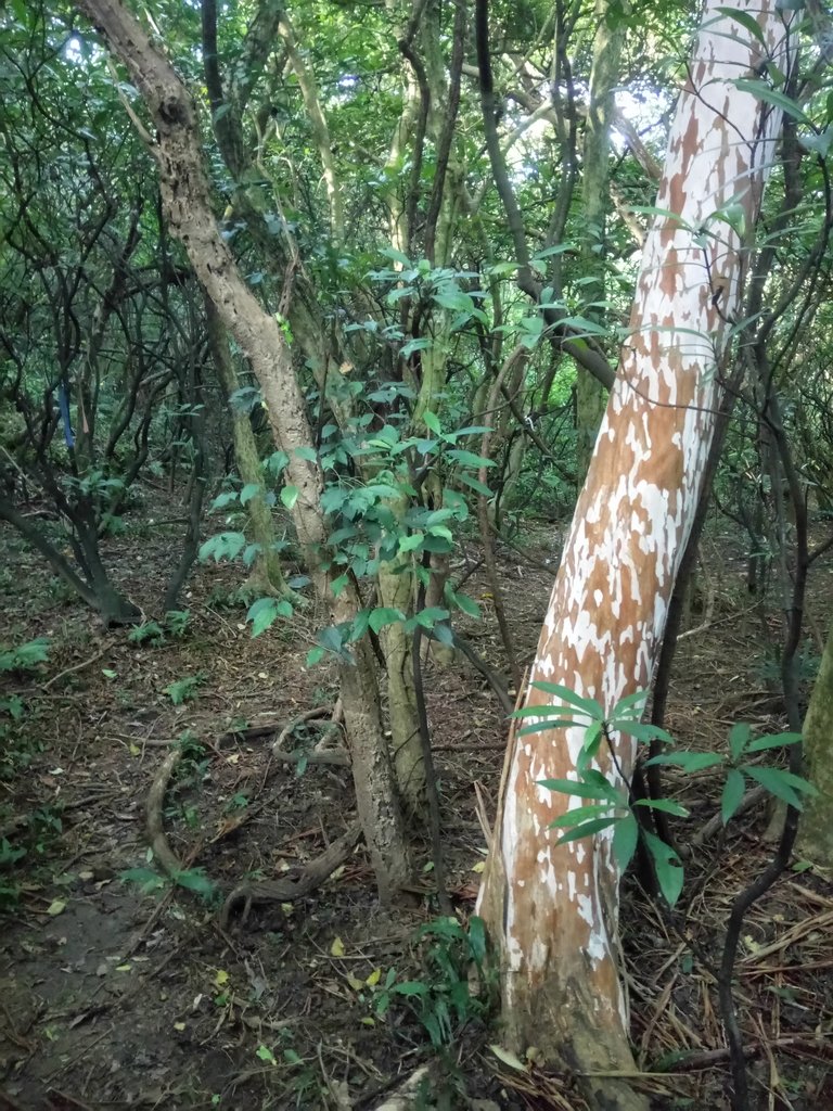 DSC_5495.JPG - 瑞芳  蚊子坑古道  龍洞稜