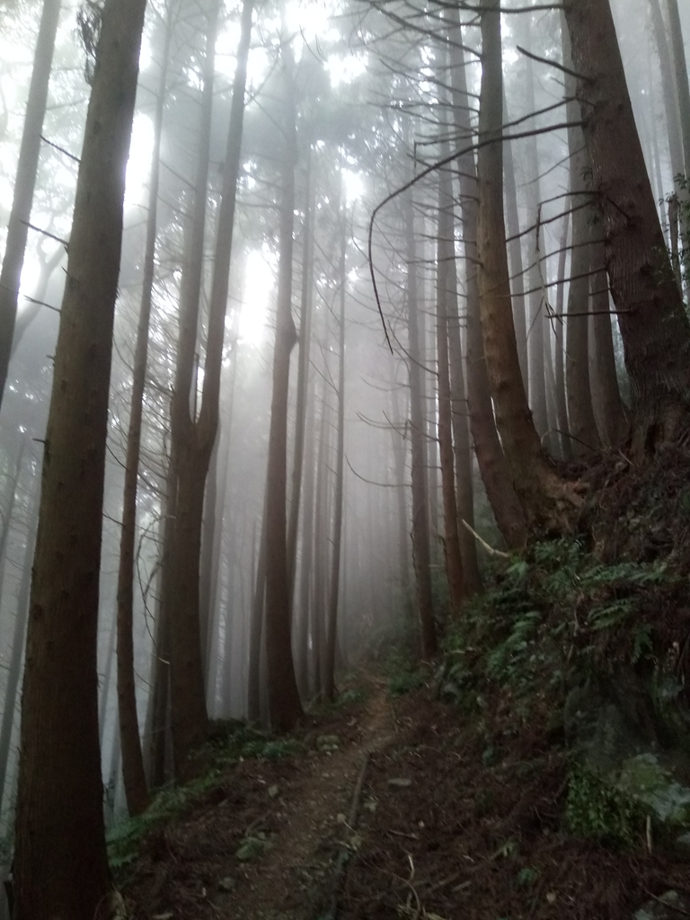 DSC_3777.JPG - 南庄  加里山  森林鐵道