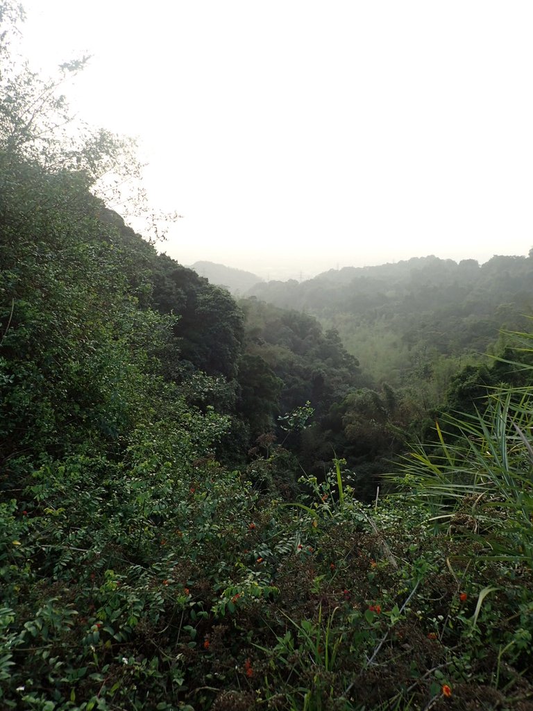 P3016195.JPG - 名間  鹿鳴茶園之  暮色沉靄