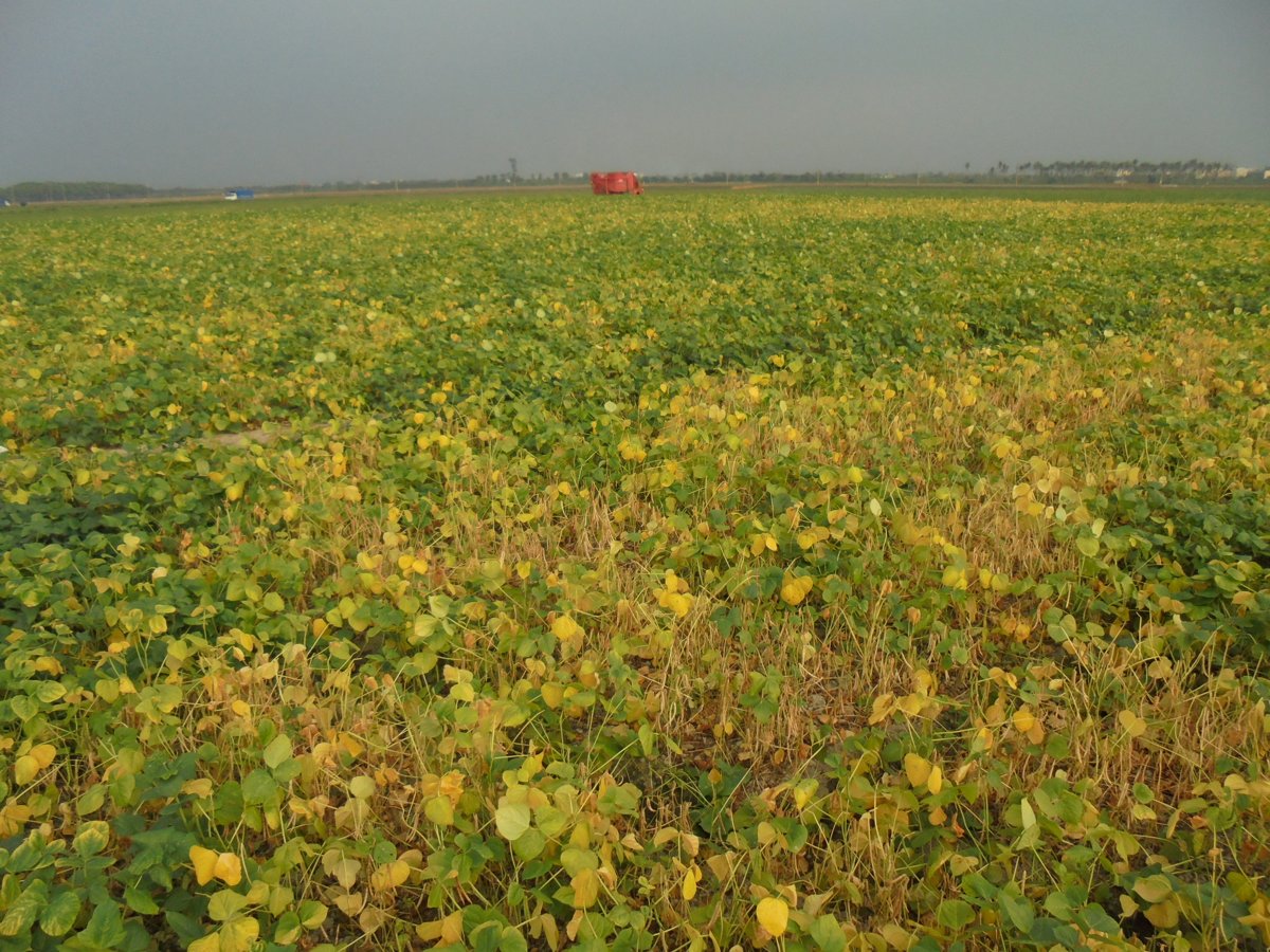 DSC00528.JPG - 萬丹  紅豆田園