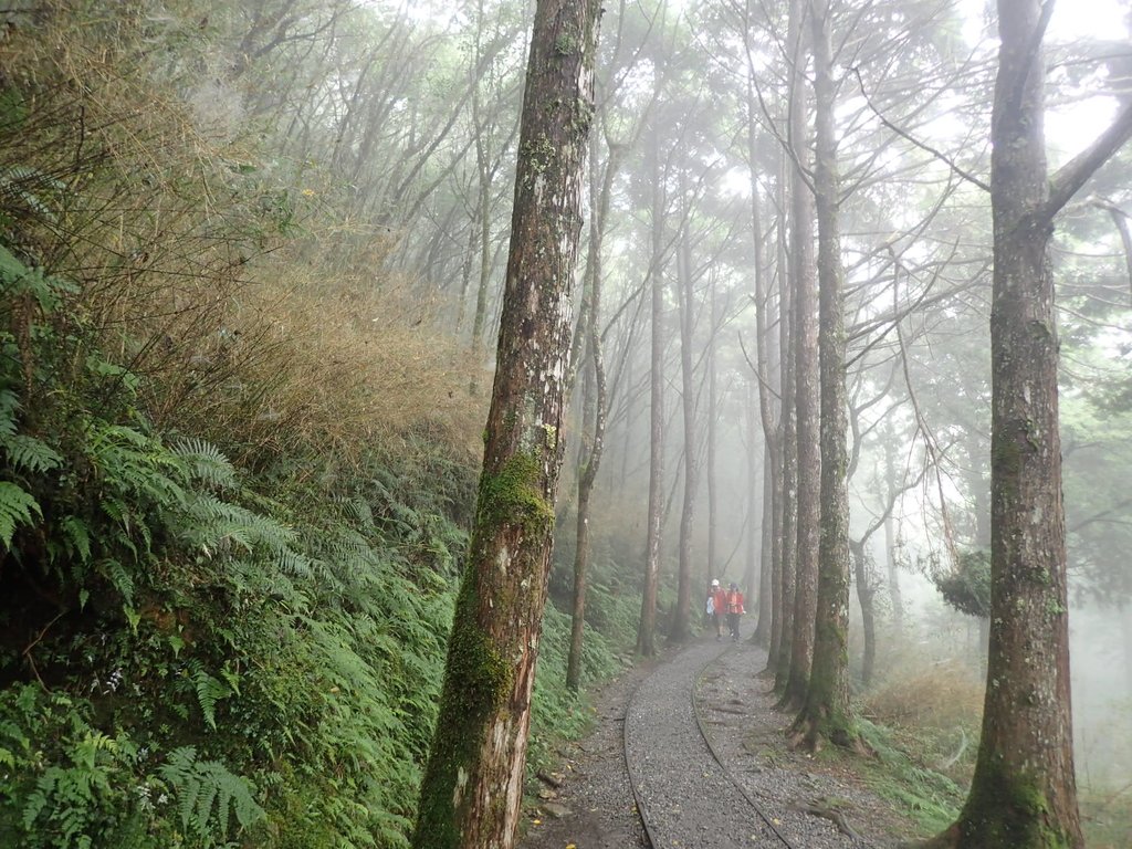 P8226782.JPG - 太平山 見晴懷古步道