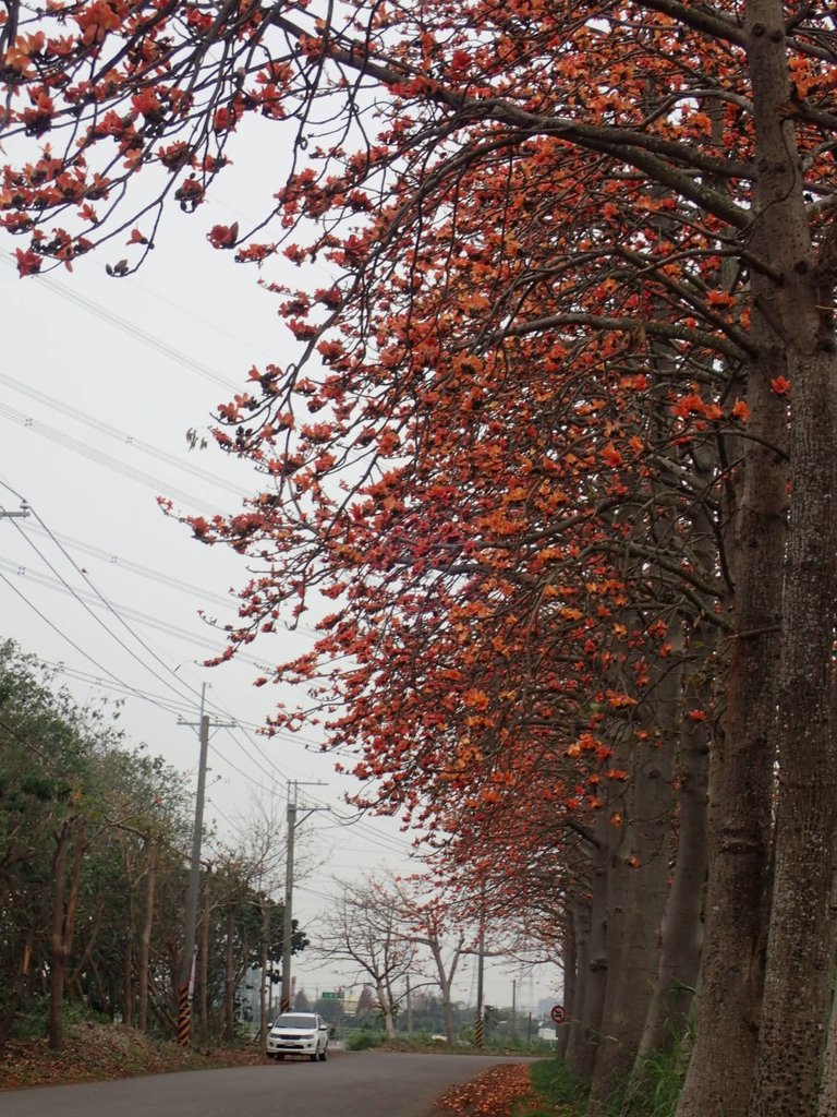 P3066354.JPG - 埤頭  東螺溪  木棉花