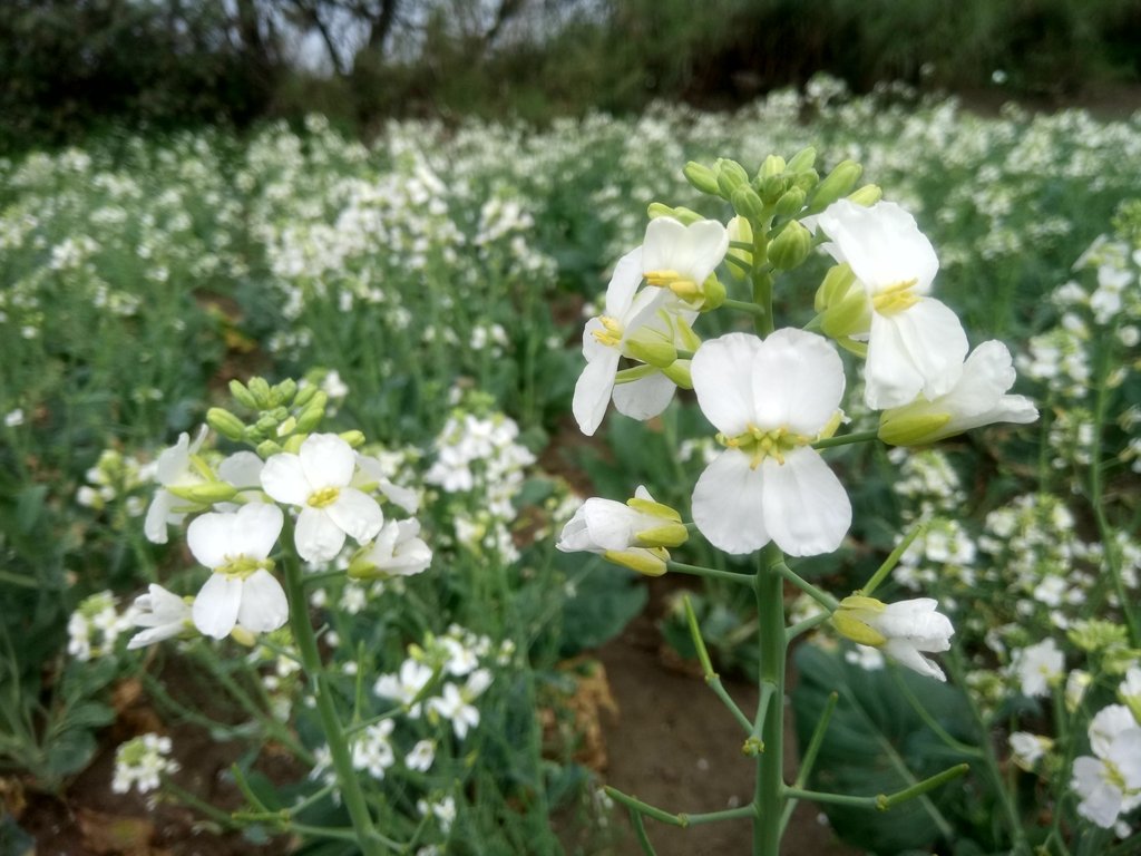 DSC_3971.JPG - 淡海  洲子灣  芥藍菜花田