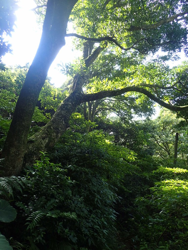 PB247230.JPG - 北投  中正山登山步道 03