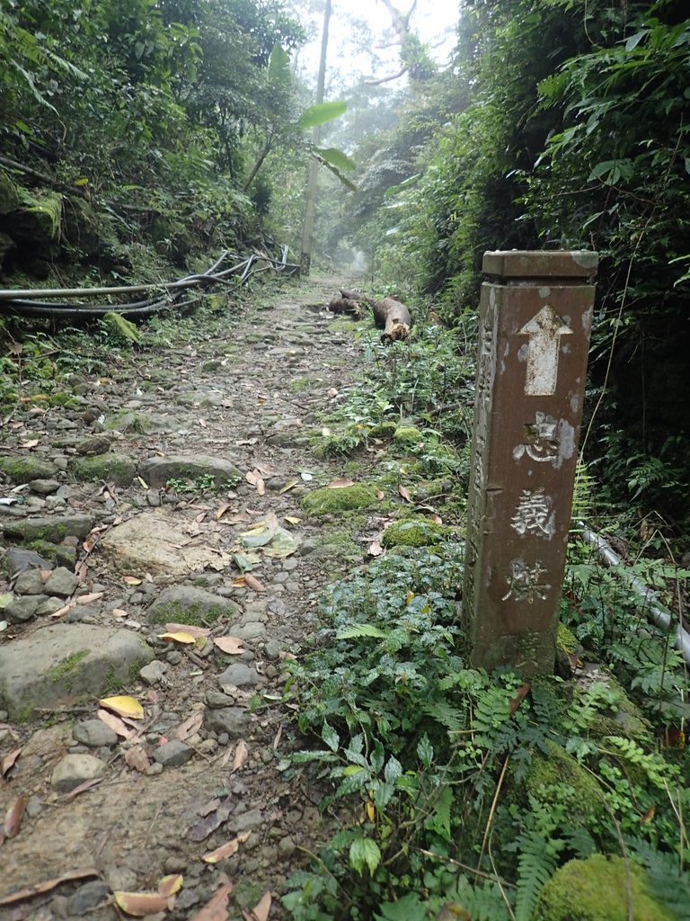 P3039053.JPG - 三峽  白雞山登山步道