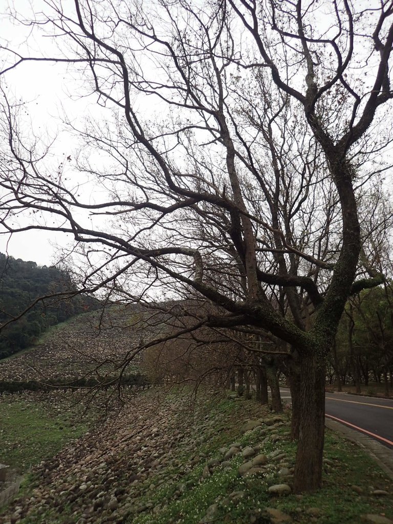 P2107647.JPG - 大溪  石門水庫  後池周遊