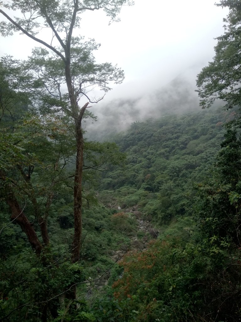 DSC_1160.JPG - 草嶺  蓬萊瀑布步道