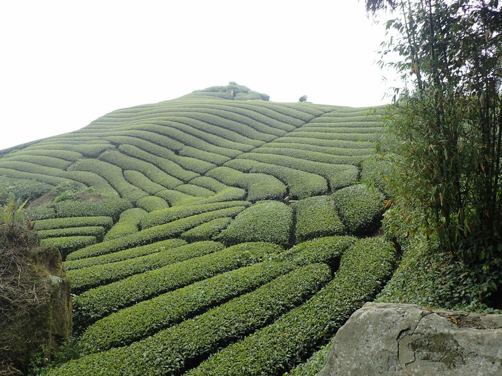 P3257840.JPG - 阿里山  隙頂茶園之美