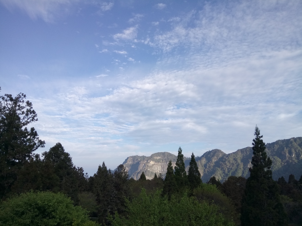 DSC_1648.JPG - 阿里山  沼平公園  賞櫻