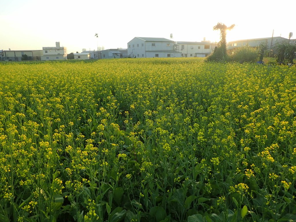 P1083464.JPG - 台中  西屯  油菜花田