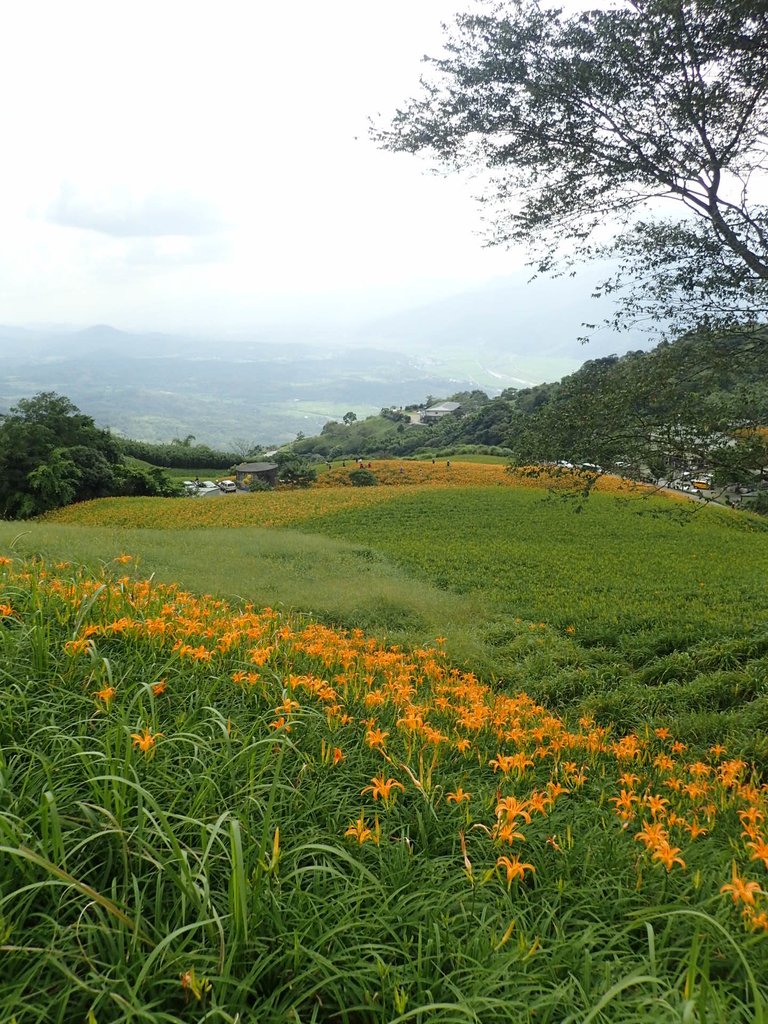 P9087968.JPG - 富里  六十石山  金針花季