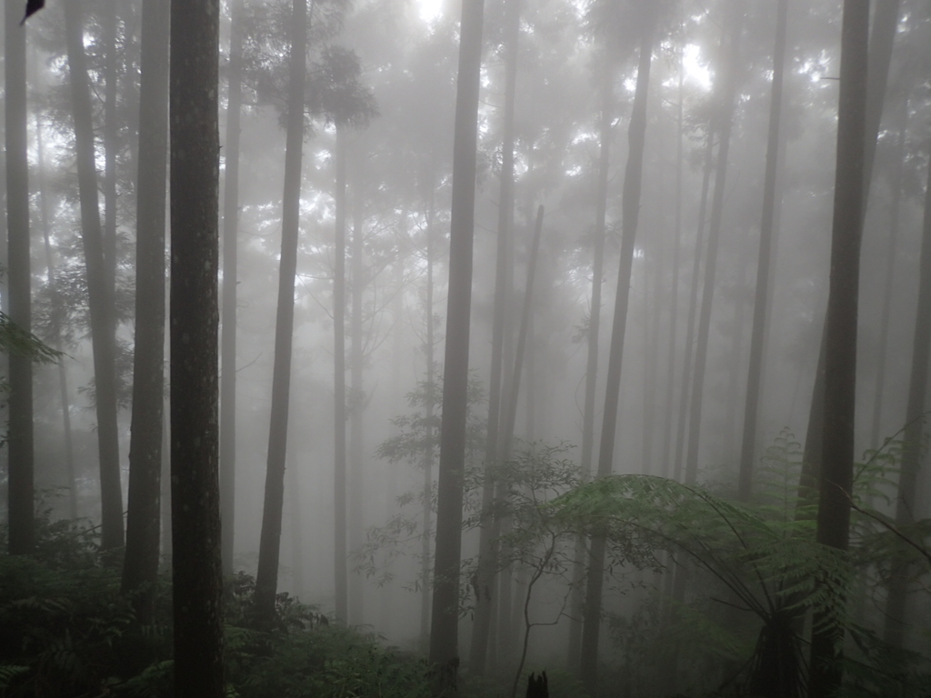 P9250187.JPG - 南庄  向天湖之  迷霧森林