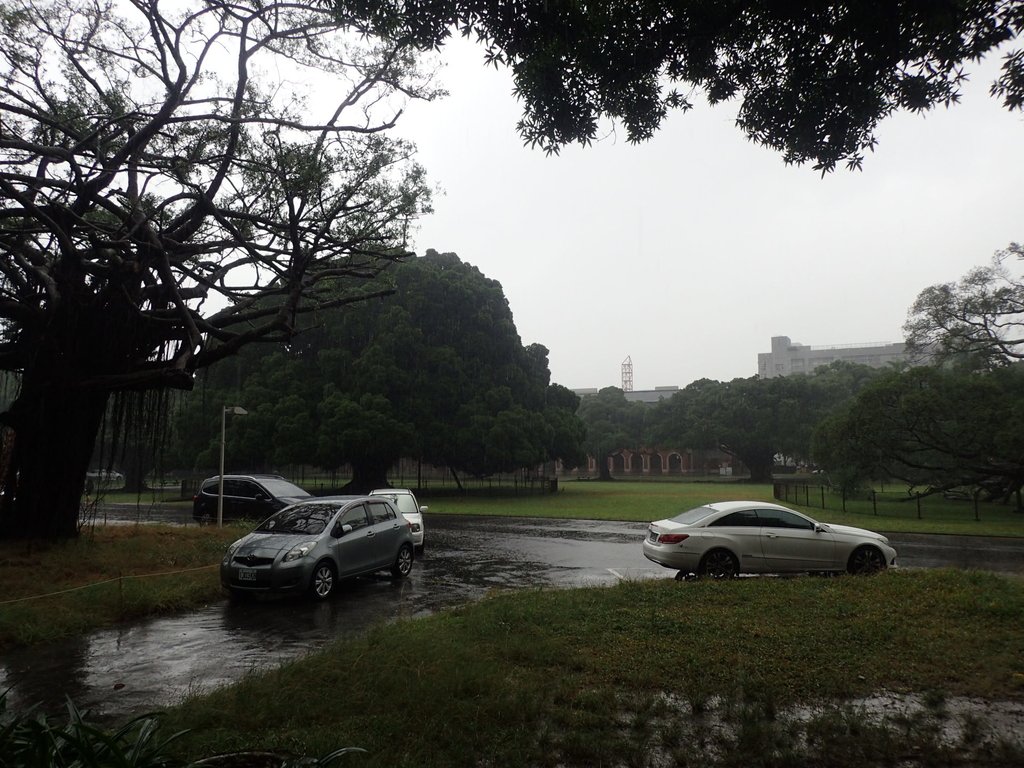 PB074511.JPG - 台南  成功大學  校園掠影