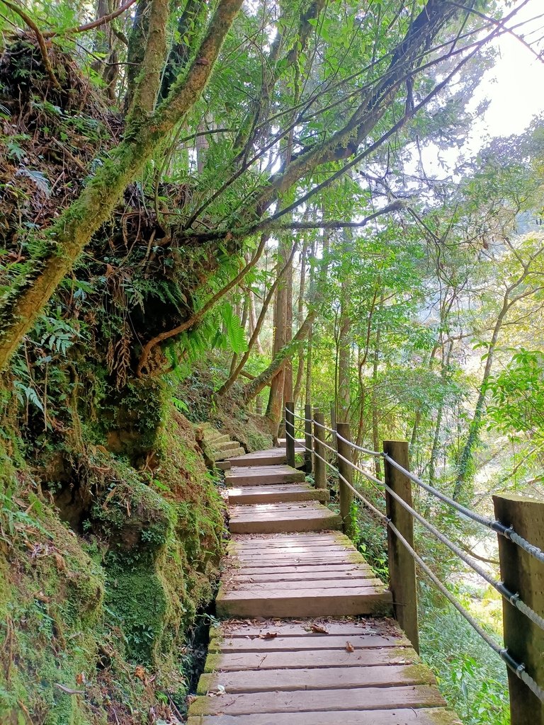 IMG20210205121052.jpg - 竹山  杉林溪森林遊樂園  路過