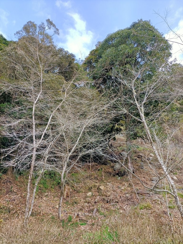 IMG20210205130110.jpg - 竹山  杉林溪森林遊樂園  路過