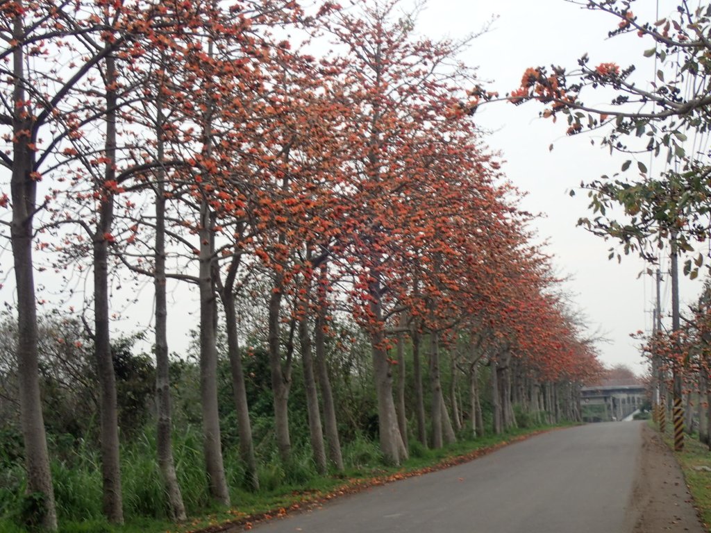 P3066358.JPG - 埤頭  東螺溪  木棉花