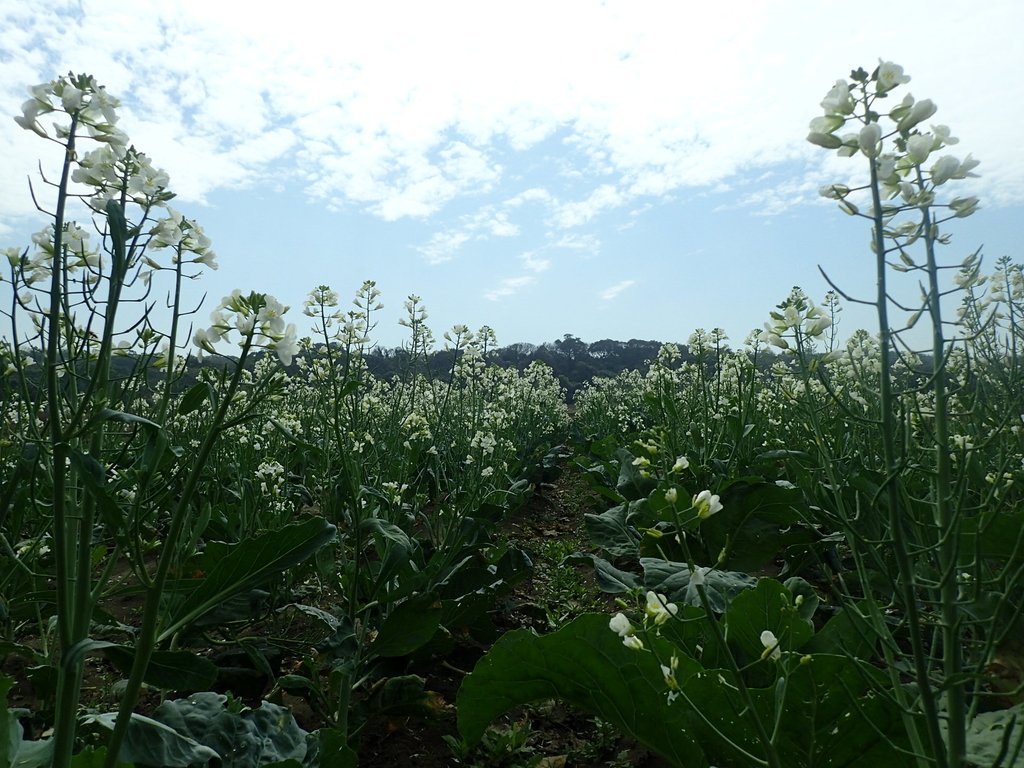 P2024827.JPG - 淡海  洲子灣  芥藍菜花田