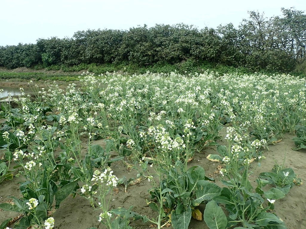 P2024790.JPG - 淡海  洲子灣  芥藍菜花田