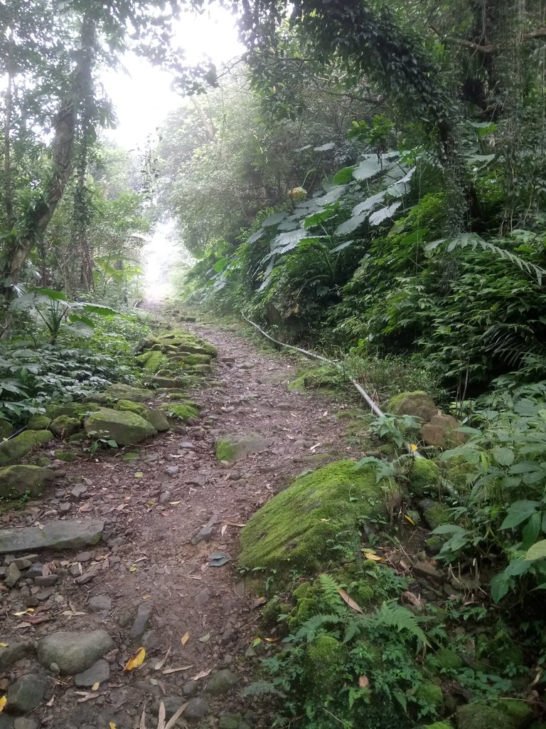 DSC_6184.JPG - 三峽  白雞山登山步道