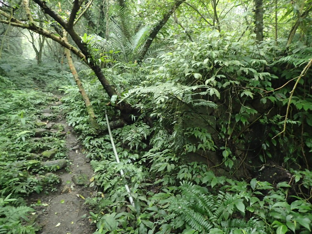 P3039060.JPG - 三峽  白雞山登山步道